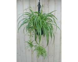 Warentuin natuurlijk - Hangplant Graslelie