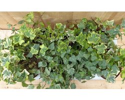 Warentuin natuurlijk - Klimop Hedrea Kleur bont 10 potjes in tray