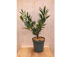 Warentuin natuurlijk - Laurierkers Prunus Otto 70 cm