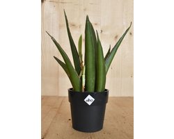 Warentuin natuurlijk - Mini Sansevieria in zwarte pot Elho