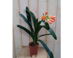 Warentuin natuurlijk - Sint-Jozefplant