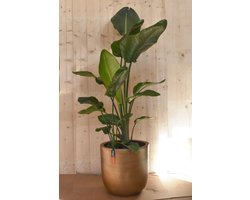 Warentuin natuurlijk - Strelitzia in gouden pot glad