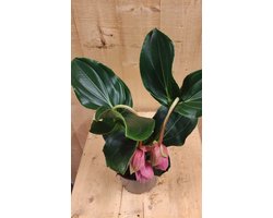 Warentuin natuurlijk - Trosbloem roze Medinilla Magnifica 2 stelen...