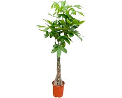 Watercacao boom binnen | Gemakkelijke plant met gevlochten stam - 120 cm hoog - ø27 - Groenblijvende Pachira Aquatica