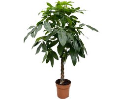 Watercacao plant - Tropische kamerplant voor diverse binnenomgevingen, 150 cm hoog, ø27 potmaat