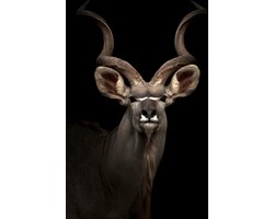 Wild Life Collection 'Koedoe' - Kristal Helder Galerie kwaliteit Plexiglas 5mm. - Blind Aluminium Ophang-frame - Luxe wanddecoratie - Fotokunst - professioneel verpakt en gratis bezorgd