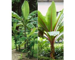 Winterharde Bananen - Tropische Planten - Tuin Decoratie - Winterhard tot -10°C - 2-3.5 Meter Hoog - Groen en Rood