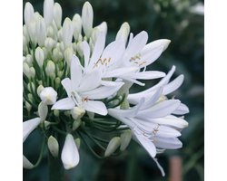 Witte Afrikaanse lelie (Agapanthus africanus Albus) - Agapanthus africanus Alba - Kaapse lelie in Pot - Vaste planten - Snijbloemen