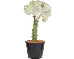 Witte koraalcactus (Euphorbia lactea Cristata wit) voor binnen, ø10.5, 30 cm hoog