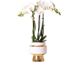 Witte Phalaenopsis orchidee – Amabilis + Le Chic sierpot goud – potmaat Ø9cm – 40cm hoog -