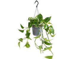 WL Plants - Epipremnum Aureum - Drankenklimop - Hangplant - Hangplanten Voor Binnen - Kamerplanten - Ook Geschikt Als Klimplant - Gemakkelijk te verzorgen - ± 30cm hoog - 17cm diameter - In Kweekpot