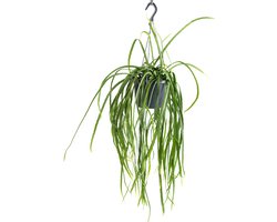 WL Plants - Lepismium Bolivianum - Hangplant - Hangplanten Voor Binnen - Kamerplanten - Zeer Gemakkelijk te verzorgen - ± 30cm hoog - 17cm diameter - In Kweekpot