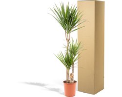 XXL Dracaena Marginata, Drakenbloedboom - 120cm hoog, ø21cm potmaat - Grote Kamerplant ,Tropische Palm - Vers van de Kwekerij, Luchtzuiverend, Makkelijke verzorging