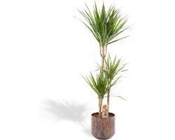 XXL Dracaena Marginata met metalen pot bruin - Drakenbloedboom - 120 cm hoog, ø21cm - Grote Kamerplant - Tropische palm - Luchtzuiverend - Vers van de kwekerij