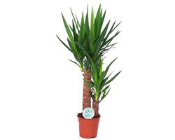 Yucca - Hoogte 80cm - Pot 17cm