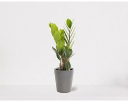 Zamioculcas in sierpot Babe grijs – luchtzuiverende kamerplant – eenvoudig te onderhouden emerald palm - 30-40cm - Ø13 – geleverd met plantenpot – vers uit de kwekerij