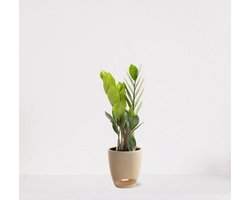 Zamioculcas in sierpot Jip vanille – luchtzuiverende kamerplant – eenvoudig te onderhouden emerald palm - 30-40cm - Ø13 – geleverd met plantenpot – vers uit de kwekerij