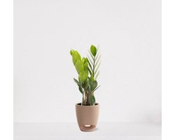 Zamioculcas in sierpot Jip zand – luchtzuiverende kamerplant – eenvoudig te onderhouden emerald palm - 30-40cm - Ø13 – geleverd met plantenpot – vers uit de kwekerij