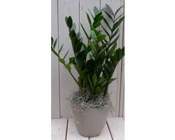Zamioculcas in taupe pot 55 cm