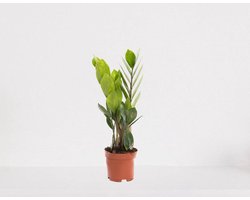 Zamioculcas – luchtzuiverende kamerplant – eenvoudig te onderhouden emerald palm - 30-40cm - Ø12 – in kwekerspot – vers uit de kwekerij