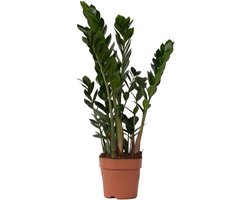 Zamioculcas Zamiifolia - Makkelijke kamerplant - Groene aankleding - Sterk en onderhoudsarm - Pot 17cm - Groen