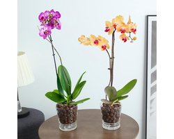 Zelfbewaterende Orchideeën Pot - Glazen Plantenbak - Kamerplanten Verzorgen - Waterreservoir met Katoenen Touwen - 10 cm Diameter - Transparant