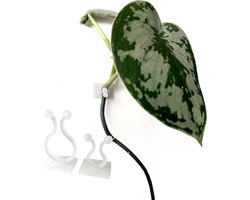 Zelfklevende plantenclips - 20 stuks - Extra sterk - Grote en kleine plantenclips - Transparant - Voor binnengebruik - Bevestigen aan de muur