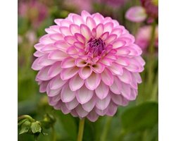 Zinnie,Dahlia,zinnia Bulbi,fiori enormi, bell'aspetto, adatti per essere piantati in giardini o vasi di fiori.Adatto per piantare in giardini o vasi di fiori, con un buon effetto ornamentale