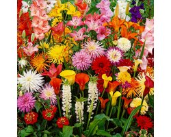 Zomer mix - Budget Border Collectie - 50 stuks - Bloembollen - Meerkleurig - Bloem bollen - Knollen voor in de tuin