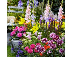 Zomer mix - Budget Collectie - 50 stuks - Bloembollen - Meerkleurig - Bloem bollen