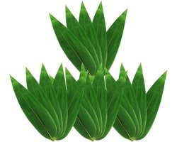 Zongzi Set van 100 vellen bananenbladeren voor sushi - decoraties voor servies feestjes om te koken