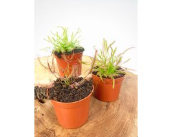 Zonnedauw Mix - 3 stuks | Ø 9 cm - Hoogte 10-20 cm | Indrukwekkend & Stijlvol | Hét perfecte cadeau