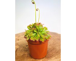 Zonnedauw setje  (Drosera) - twee stuks - | ⌀ 8,5 cm - hoogte 10 cm | fascinerende vleesetende plant