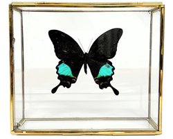 Zwart Blauwe vlinder - Papilio karna in elegante glazen kistje met gouden rand