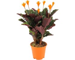 ZynesFlora - Calathea Crocata - Ø 14 cm - Hoogte: 40 - 45cm - Luchtzuiverend - Kamerplant