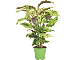ZynesFlora - Calathea Fusion Yellow - Ø 14 cm - Hoogte: 45 - 55 cm - Luchtzuiverend - Kamerplant