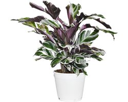 ZynesFlora - Calathea White Fusion - Ø 14 cm - Hoogte: 35 - 40 cm - Calathea - Luchtzuiverend - Kamerplant