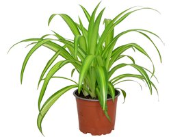 ZynesFlora - Chlorophytum - Graslelie - Kamerplant in pot - Ø 12 cm - Hoogte: 25 - 30 cm - Luchtzuiverend