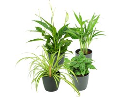 ZynesFlora Luchtzuiverende Kamerplanten - 4x Kamerplant met Pot Antraciet - Ø 12-13 cm - Hoogte: 30-40 cm