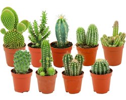 ZynesFlora - Mini Cactussen Mix - 9 Stuks - Kamerplant