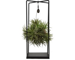 ZynesFlora Tillandsia Luchtplant - Woonkamer Decoratie - Ø 14 cm - Hoogte: 37 cm - Luchtzuiverende Kamerplant