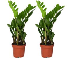 ZZ Plant Set van 2 – Zamioculcas Zamiifolia – 40cm – Voor Woonkamer & Kantoor