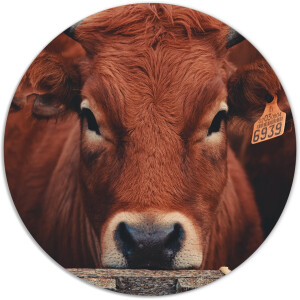 Label2X - Muurcirkel brown cow - Ø 100 cm - Forex - Multicolor - Wandcirkel - Rond Schilderij - Muurdecoratie Cirkel - Wandecoratie rond - Decoratie voor woonkamer of slaapkamer