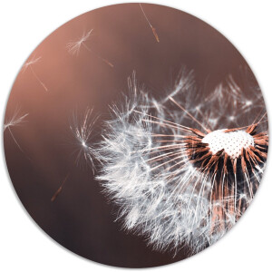 Label2X - Muurcirkel paardenbloem detail - Ø 20 cm - Dibond - Multicolor - Wandcirkel - Rond Schilderij - Muurdecoratie Cirkel - Wandecoratie rond - Decoratie voor woonkamer of slaapkamer
