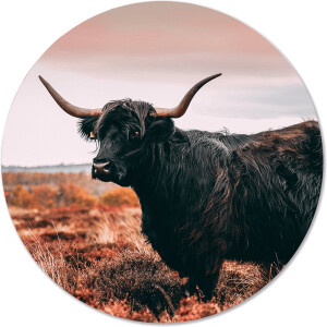 Label2X - Muurcirkel Schotse hooglander - zwart-bruine vacht - Ø 60 cm - Dibond - Multicolor - Wandcirkel - Rond Schilderij - Muurdecoratie Cirkel - Wandecoratie rond - Decoratie voor woonkamer of slaapkamer