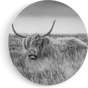 Artaza Forex Muurcirkel Schotse Hooglander Koe - Zwart Wit - 70x70 cm - Wandcirkel - Rond Schilderij - Wanddecoratie Cirkel - Muurdecoratie