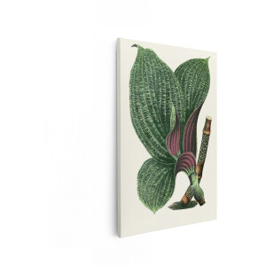 Artaza Canvas Schilderij Botanische Plant - 40x60 cm - Wanddecoratie Vintage - Muurdecoratie Groene Bladeren - Decoratie Woonkamer