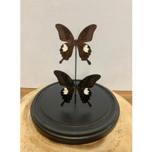 Opgezette Vlinders in Stolp - Vlinder In Glazen Stolp - Vlinderstolp Glas - Bruin - 23 cm
