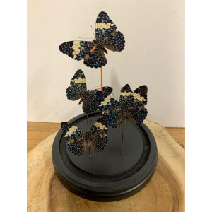 Opgezette Vlinders in Stolp - Vlinder In Glazen Stolp - Vlinderstolp Glas - Zwart - 30 cm