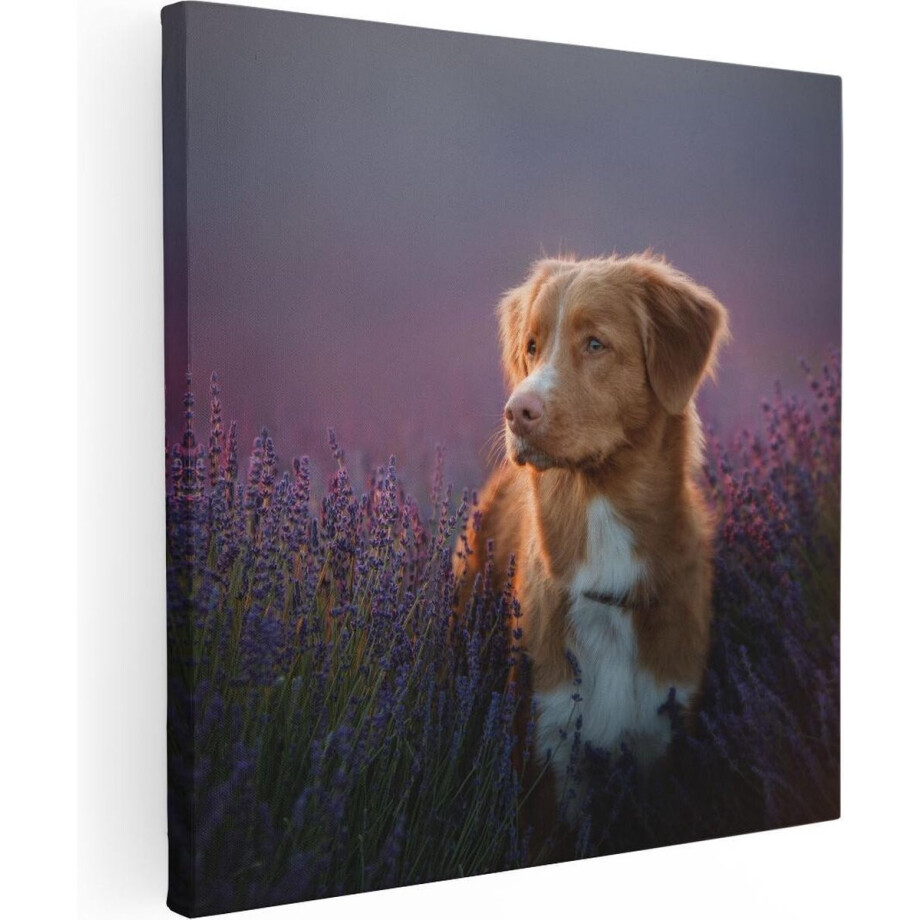 Artaza Canvas Schilderij Hond In Lavendelveld - 40x40 cm - Klein - Muurdecoratie Bloemen - Wanddecoratie Woonkamer - Kamer Accessoires afbeelding 1